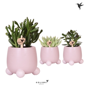 Kolibri Greens Succulenten mix in Rolling pot pink