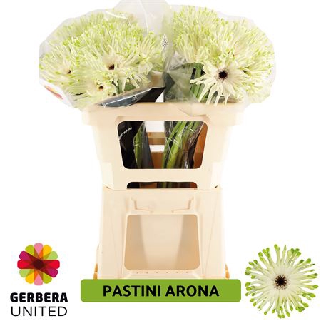 GE GR PASTINI ARONA WATER