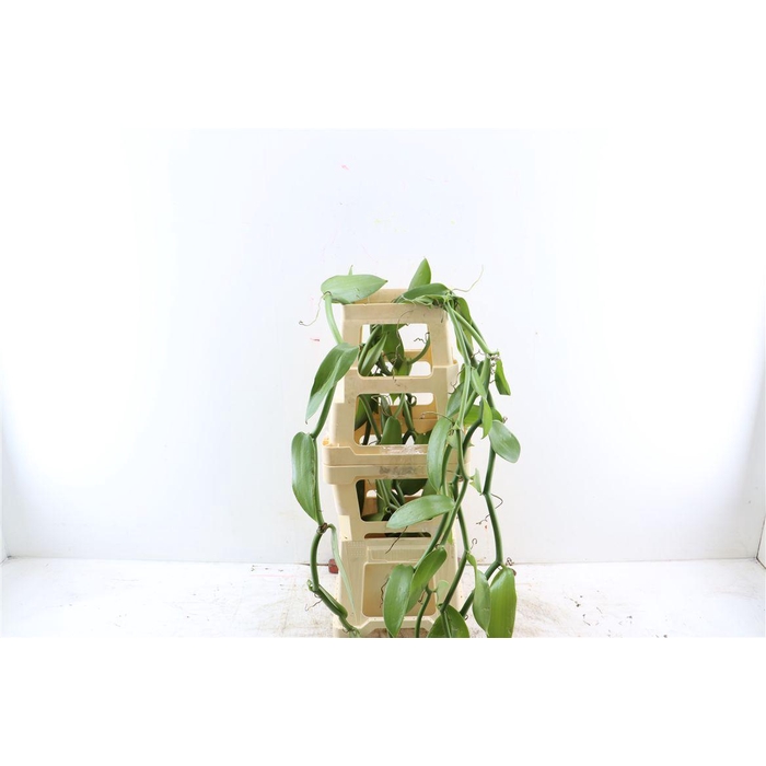 <h4>Vanilla Planifolia</h4>