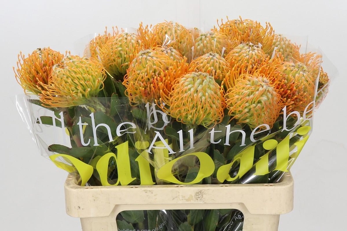 <h4>Nutans Soleil</h4>