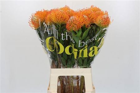 <h4>Leuco Ayoba Sun</h4>