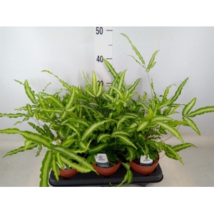 Pteris cretica 'Albolineata'