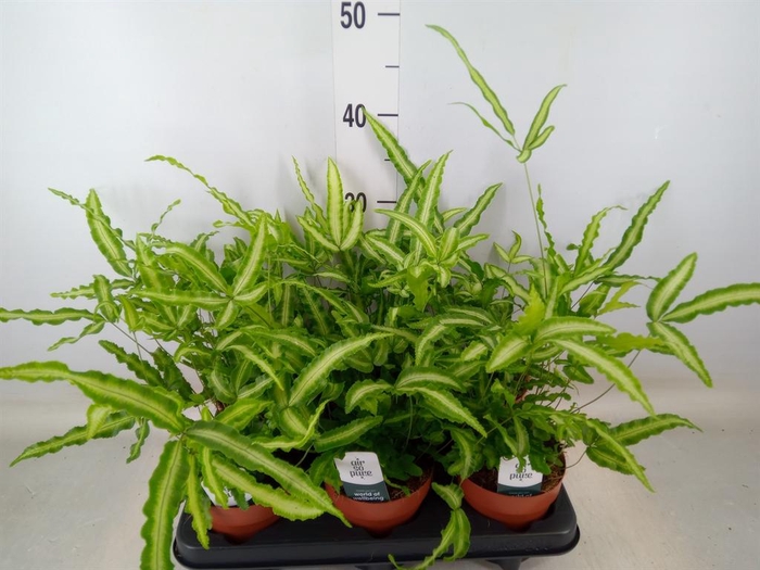 <h4>Pteris cretica 'Albolineata'</h4>