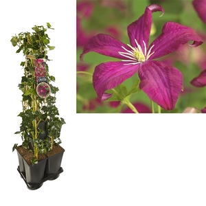 1 m. privacy mix Hedera + Clematis vit. 'Madame Julia Correvon' +label