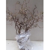 CORYLUS 100 CM x50  =4=