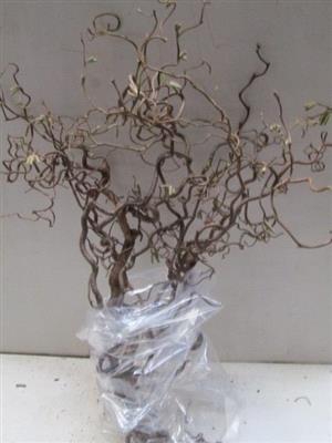 <h4>CORYLUS 100 CM x50  =7=</h4>