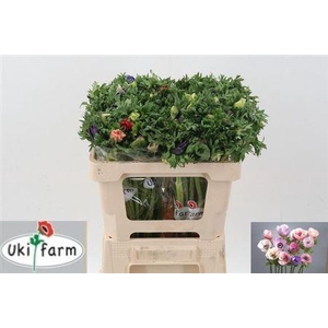 Anem Co Galil Pastel