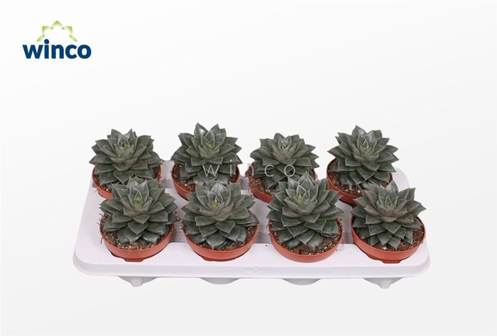 <h4>Echeveria Purpurea</h4>