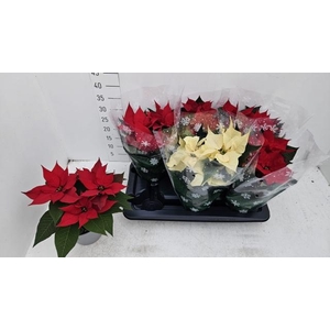 EUPHOR PULCHERRIM OV