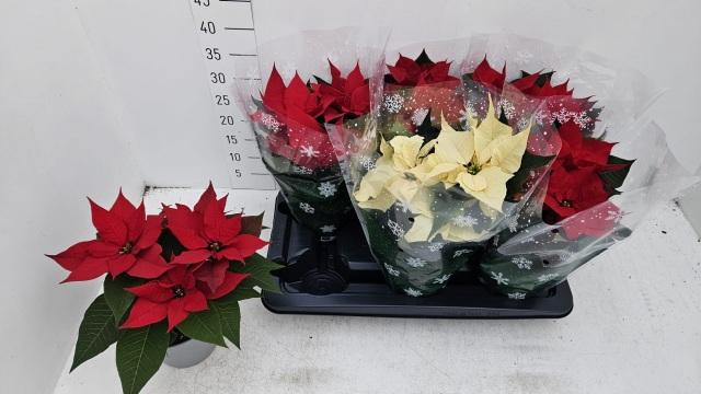 <h4>EUPHOR PULCHERRIM OV</h4>