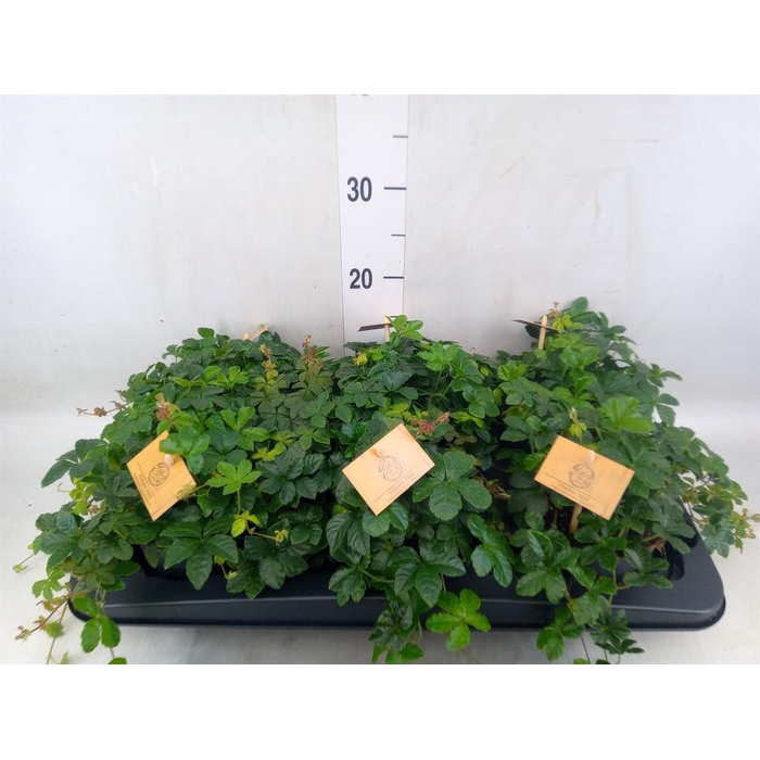 <h4>Parthenocissus inserta</h4>