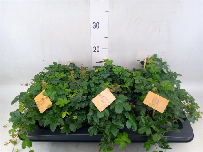 Parthenocissus inserta