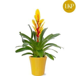 Vriesea Intenso Yellow Flame