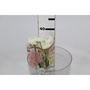 RANUN. ELEGANCE BRANCO 040 CM