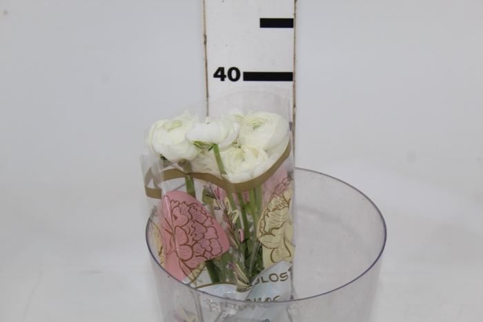 <h4>RANUN. ELEGANCE BRANCO 040 CM</h4>