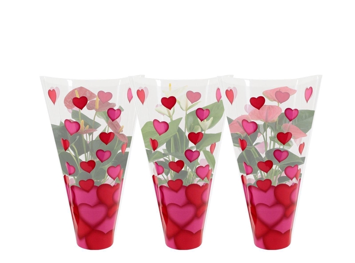 <h4>Anthurium 3 color mix in heart sleeve Lilly</h4>