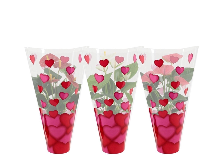 <h4>Anthurium 12 cm 3 color mix in heart sleeve Lilly</h4>