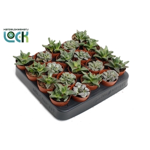 Faucaria tigrina