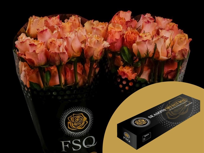 <h4>R GR Carpe Diem Box</h4>