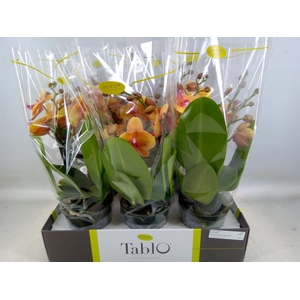Phalaenopsis   ...orange
