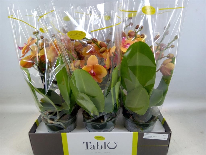 <h4>Phalaenopsis   ...orange</h4>