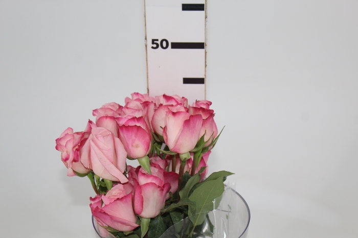 <h4>ROSA VANIA 040 CM ESTUFA</h4>