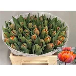 Tu Du Orange Princess