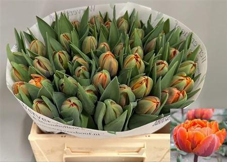 <h4>Tu Du Orange Princess</h4>