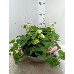 Fragaria   ...