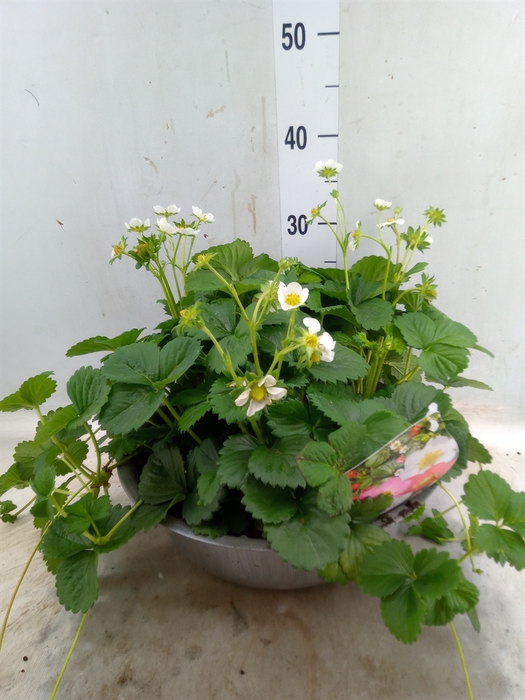 <h4>Fragaria   ...</h4>