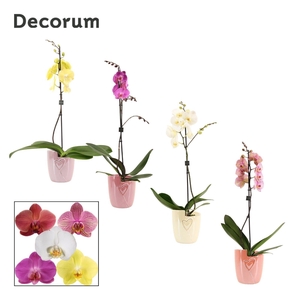 Phalaenopsis 1 tak 9+ mix in Joa (Special moods -collection)