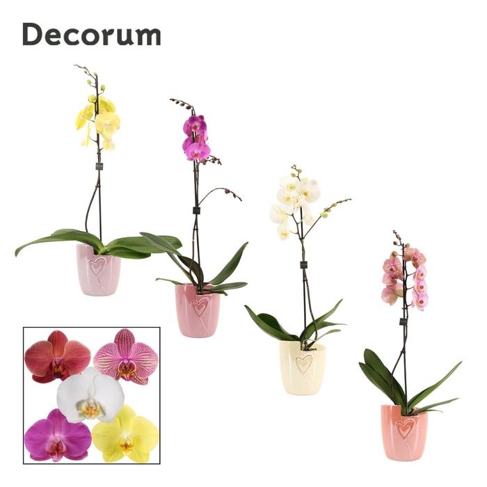 <h4>Phalaenopsis 1 tak 9+ mix in Joa (Special moods -collection)</h4>