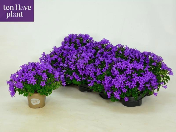 <h4>CAMP POR PORTO</h4>