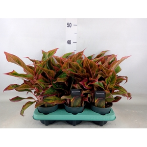 Aglaonema   ...