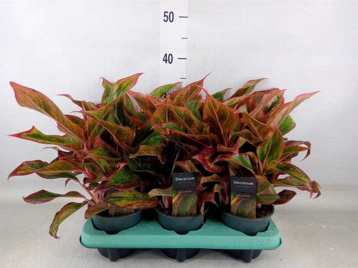 <h4>Aglaonema   ...</h4>