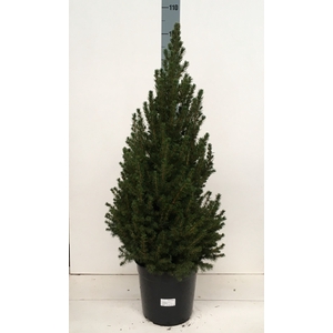 PICEA GL CONICA