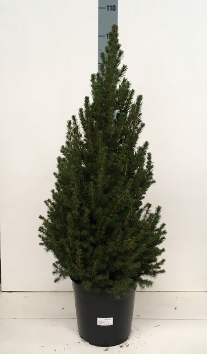 <h4>PICEA GL CONICA</h4>