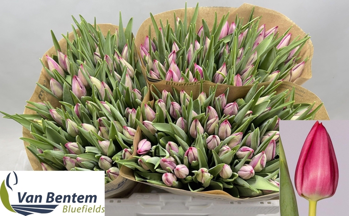 <h4>TU EN FRONTLINE</h4>