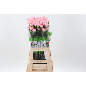 Di St Pink Cute 60cm