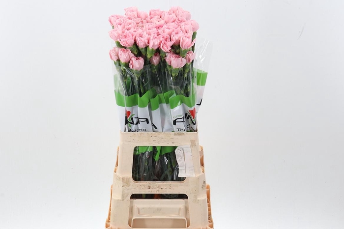 <h4>Di St Pink Cute</h4>