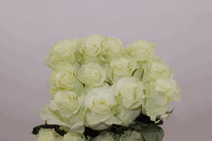 <h4>R Gr Mondial X10</h4>