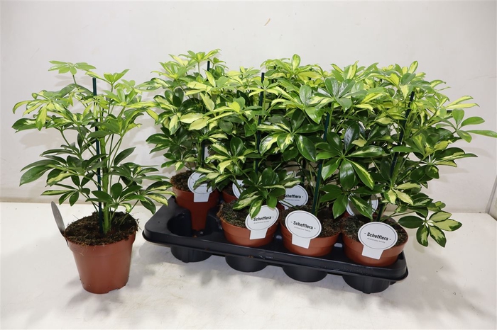 <h4>Schef Ar Gerda</h4>