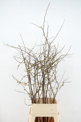 <h4>CHAENOMELES APPLE BLOSSOM 100CM</h4>