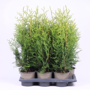 Thuja Brabant