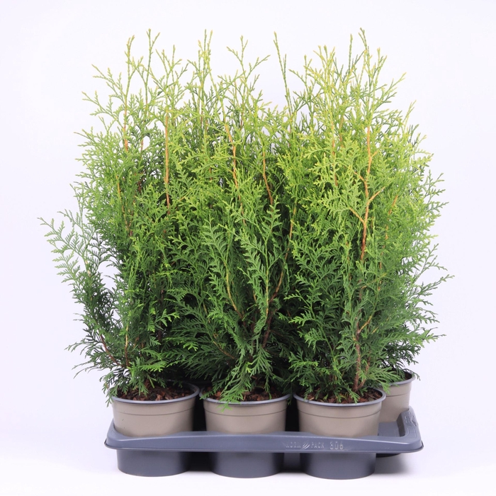 <h4>Thuja Brabant</h4>