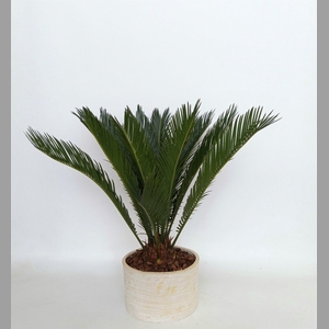 CYCAS REVOLUTA