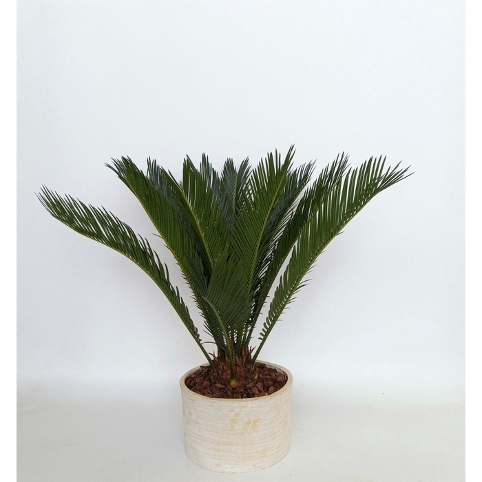 <h4>CYCAS REVOLUTA</h4>