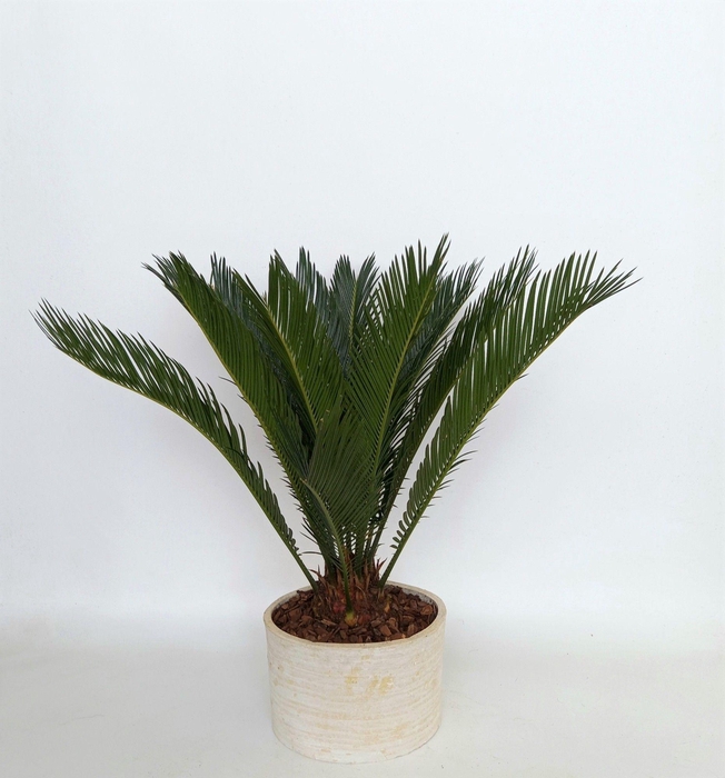 CYCAS REVOLUTA