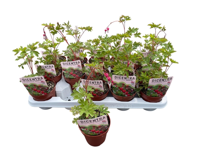 <h4>DICE SPECTABILIS</h4>