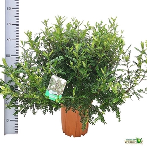 ZANTHOXYLUM PIPERIT P22